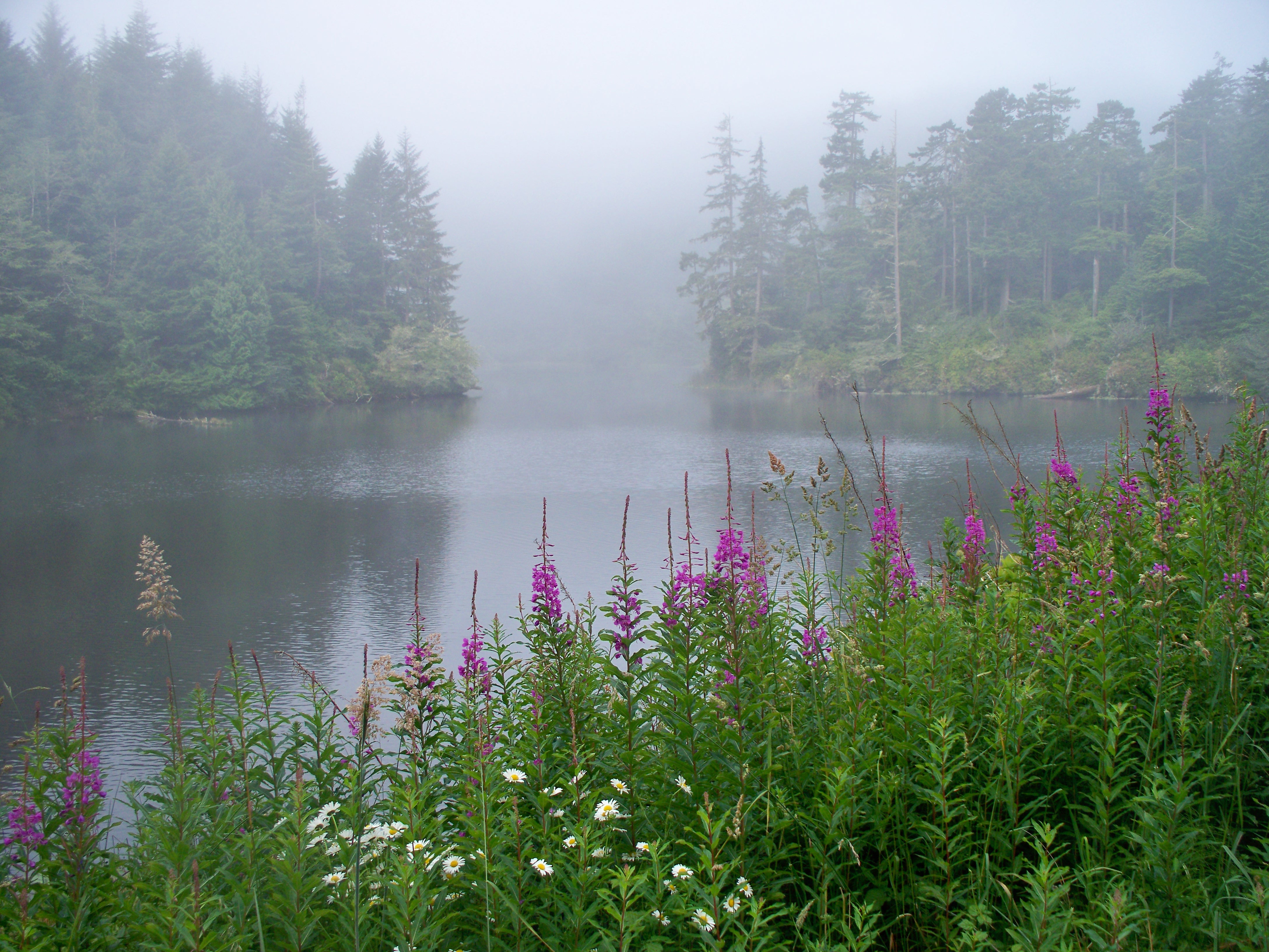 A misty lake near Florence Oregon