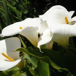 photo of Lillies